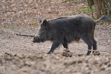 Big wild hog in the forest rooting