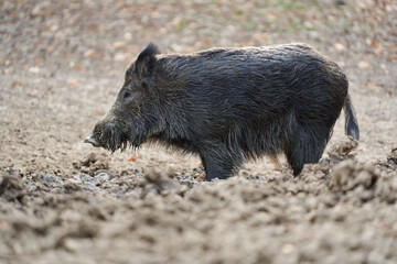 Big wild hog in the forest rooting