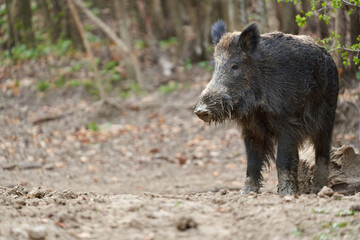 Big wild hog in the forest rooting