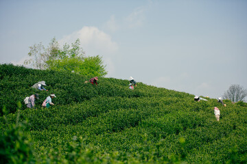 Naklejka premium tea plantation