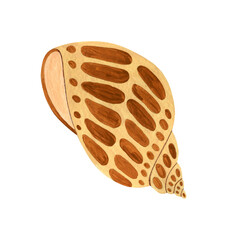 Seashell watercolor illustration isolated on white background.
