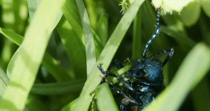 The close-up view of the oil beetle (Meloe violaceus) eating the plants