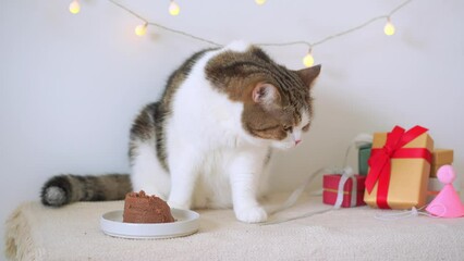international cat day concept with scottish cat eat food on table with birthday party decoration background
