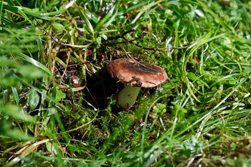 Blocked wild mushrooms on a green meadow