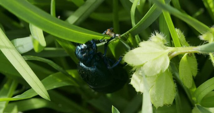 The close-up view of the oil beetle (Meloe violaceus) eating the plants