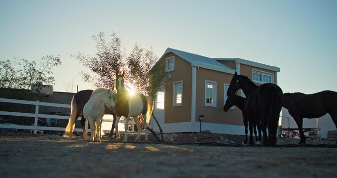 Beautiful horses walk in the paddock at sunset on the ranch. Care and care of horses on the farm. High quality 4k footage
