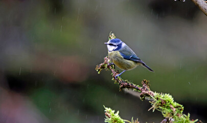 Blue tits perched in the rain