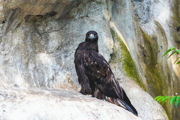 Majestic Golden eagle (Aquila chrysaetos) perched on a rocky ledge, intense gaze perfect for...