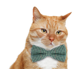 Adorable red cat with bow tie on white background
