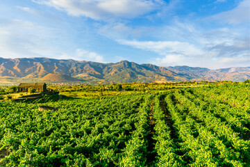 green rows of wineyard with grape on a winery during sunset with amazing mountains and clouds on background