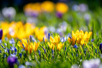 Colorful Crocus flower bed at spring 