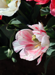 une tulipe blanche et rose - 774769813