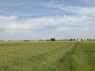 wheat field and sky