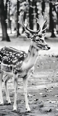 Foto em preto e branco de um cervo gracioso