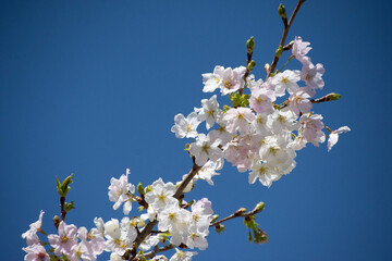 桜の枝