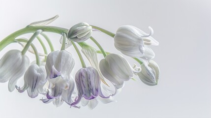 A close-up of a lily of the valley, with its white petals and purple veins, against a white background.
