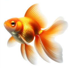 Beautiful goldfish with large fins isolated on white background