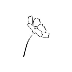 Fleur  de printemps isolé 