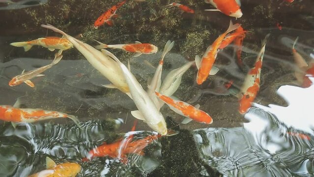 mesmerizing special beautiful colors koi fish in clear fresh water