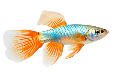 A mesmerizing goldfish swims elegantly, showcasing vibrant blue and white fins in a tranquil underwater world