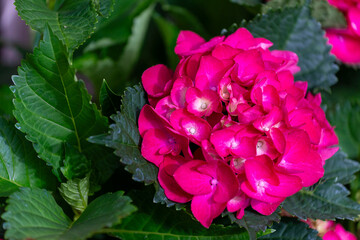 Les hortensias