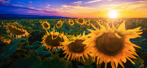  blooming yellow sunflowers on the field, Provence, France, Europe...exclusive - this image is sold...