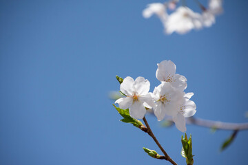 桜の花