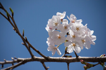桜の花