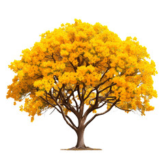 Attractive Yellow Color Tabebuia isolated on transparent background