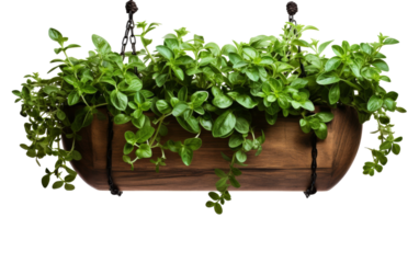 A hanging planter overflows with vibrant green plants, creating a lush and lively cascade of foliage