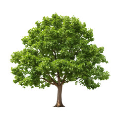 Beautiful tree isolated on transparent background