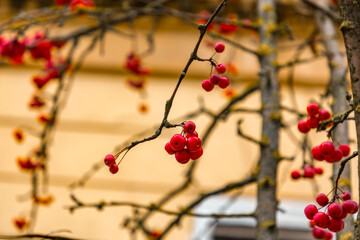 Close up shot of red winterberries on bare twigs