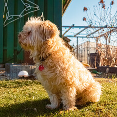 Cute Havanese dog portrait on a sunny summer day