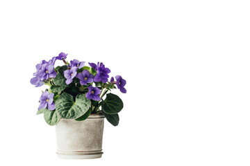 African Violet On Transparent Background.