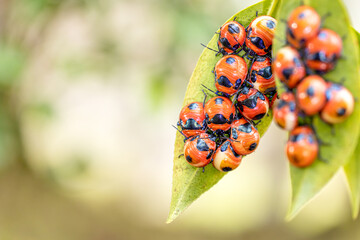 Close-up of a swarm of tea seed bugs. - 774788234