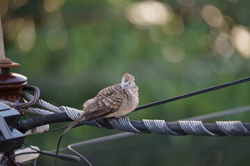 bird on electrical power cable