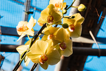 Phalaenopsis amabilis, moon orchid, on a sunny day in summer
