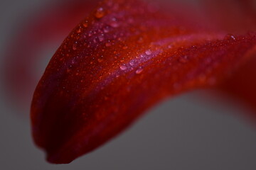 red rose with water drops