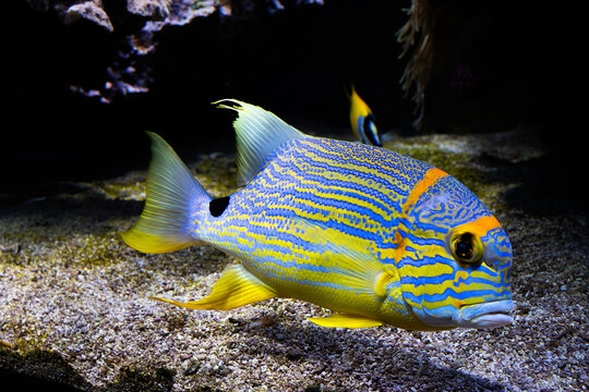 fish in aquarium, Symphorichthys spilurus