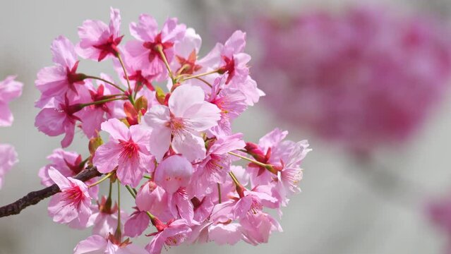 Blooming blossoms of sakura cherry tree in sunlight