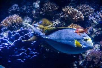 coral reef with fish, fish in aquarium, Yellowfin surgeonfish