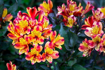 Yellow, orange and red alstroemeria flowers or Peruvian lilies in the rain