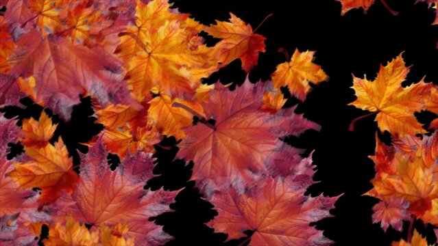 Realistic 3D render falling autumn Maple leaves. Element with alpha channel motion graphic background