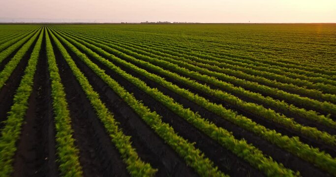 Sunset over the green carrot field