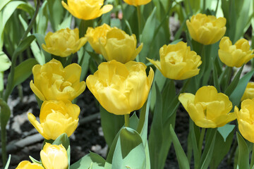Tulips flower beautiful in garden plant - 774797216