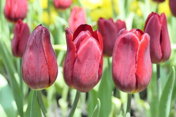 Tulips flower beautiful in garden plant - 774797218
