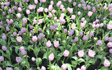 Tulips flower beautiful in garden plant - 774797273