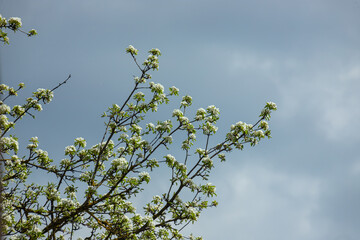 Pear tree flowers up close. white flowers and buds of the fruit tree. Sunlight falls on pear flowers. At dawn, the flowers of the trees look beautiful