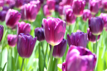 Tulips flower beautiful in garden plant - 774797423