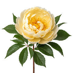 Peony element in PNG format with transparent background